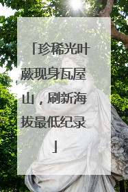 珍稀光叶蕨现身瓦屋山，刷新海拔最低纪录