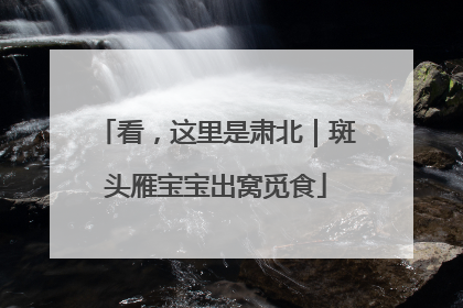 看，这里是肃北｜斑头雁宝宝出窝觅食