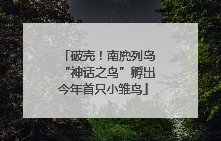 破壳！南麂列岛“神话之鸟”孵出今年首只小雏鸟