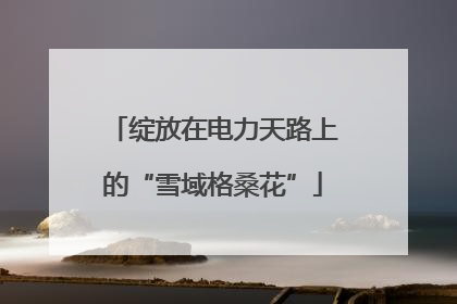 绽放在电力天路上的“雪域格桑花”