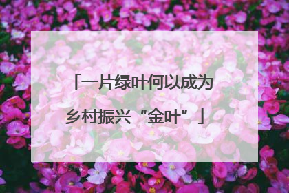 一片绿叶何以成为乡村振兴“金叶”