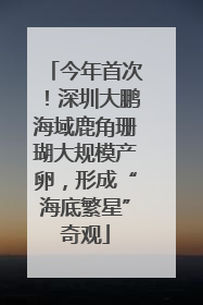 今年首次！深圳大鹏海域鹿角珊瑚大规模产卵，形成“海底繁星”奇观