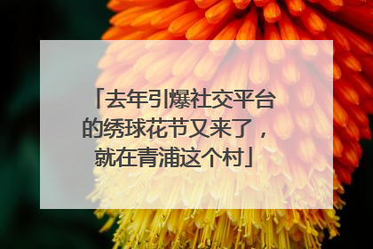 去年引爆社交平台的绣球花节又来了，就在青浦这个村