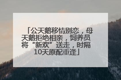 公天鹅移情别恋，母天鹅拒绝相亲，饲养员将“新欢”送走，时隔10天原配重逢
