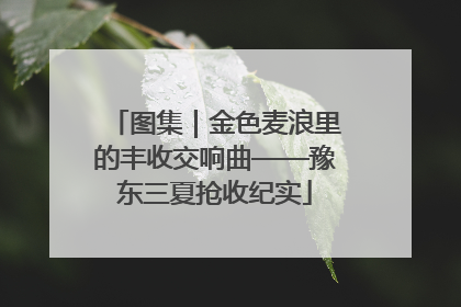 图集｜金色麦浪里的丰收交响曲——豫东三夏抢收纪实