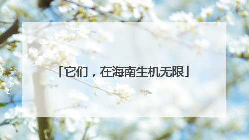 它们，在海南生机无限