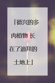 德兴的多肉植物 长在了迪拜的土地上