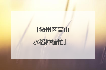 徽州区高山水稻种植忙