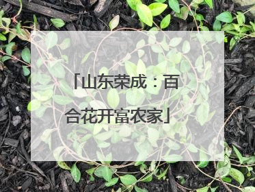 山东荣成：百合花开富农家