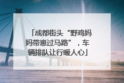 成都街头“野鸡妈妈带崽过马路”，车辆排队让行暖人心