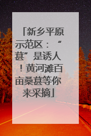 新乡平原示范区：“葚”是诱人！黄河滩百亩桑葚等你来采摘