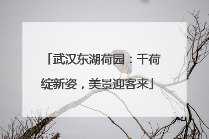 武汉东湖荷园：千荷绽新姿，美景迎客来