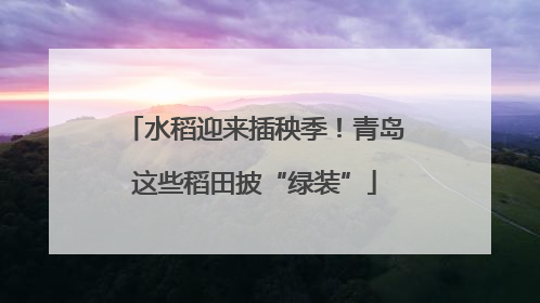 水稻迎来插秧季！青岛这些稻田披“绿装”