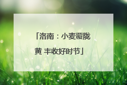 洛南：小麦覆陇黄 丰收好时节