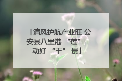 清风护航产业旺 公安县八里港 “莲” 动好 “丰” 景