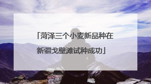 菏泽三个小麦新品种在新疆戈壁滩试种成功