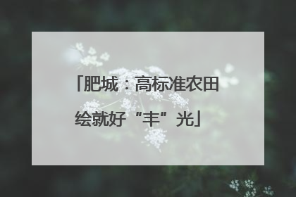 肥城：高标准农田绘就好“丰”光