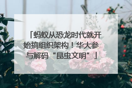 蚂蚁从恐龙时代就开始搞组织架构！华大参与解码“昆虫文明”