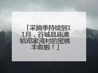 采摘季持续到11月，谷城县庙滩镇邓家湾村的蜜桃丰收啦！