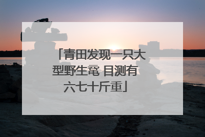 青田发现一只大型野生鼋 目测有六七十斤重