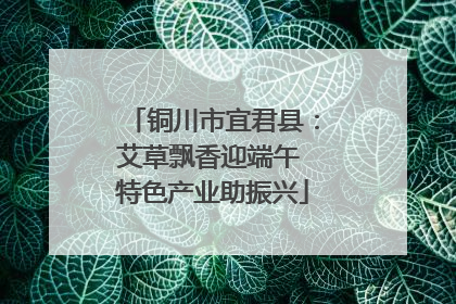 铜川市宜君县：艾草飘香迎端午 特色产业助振兴
