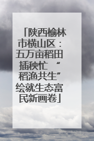陕西榆林市横山区：五万亩稻田插秧忙 “稻渔共生”绘就生态富民新画卷