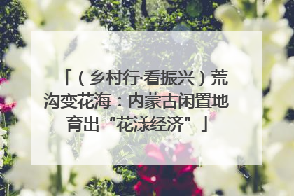 （乡村行·看振兴）荒沟变花海：内蒙古闲置地育出“花漾经济”